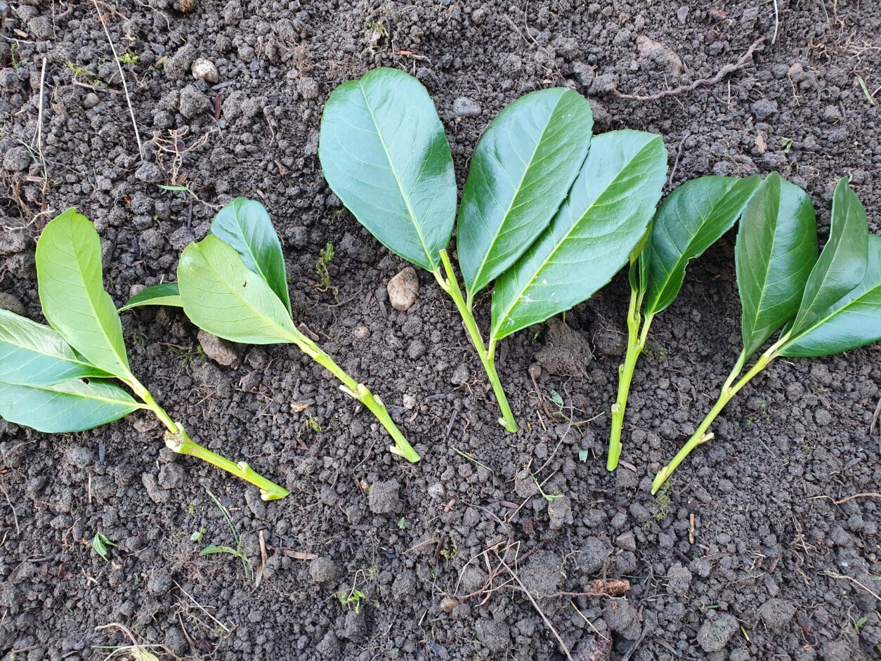 Sveže pripravljene podtaknjence lovorikovca