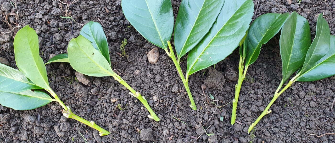 Sveže pripravljene podtaknjence lovorikovca