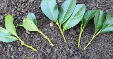 Sveže pripravljene podtaknjence lovorikovca