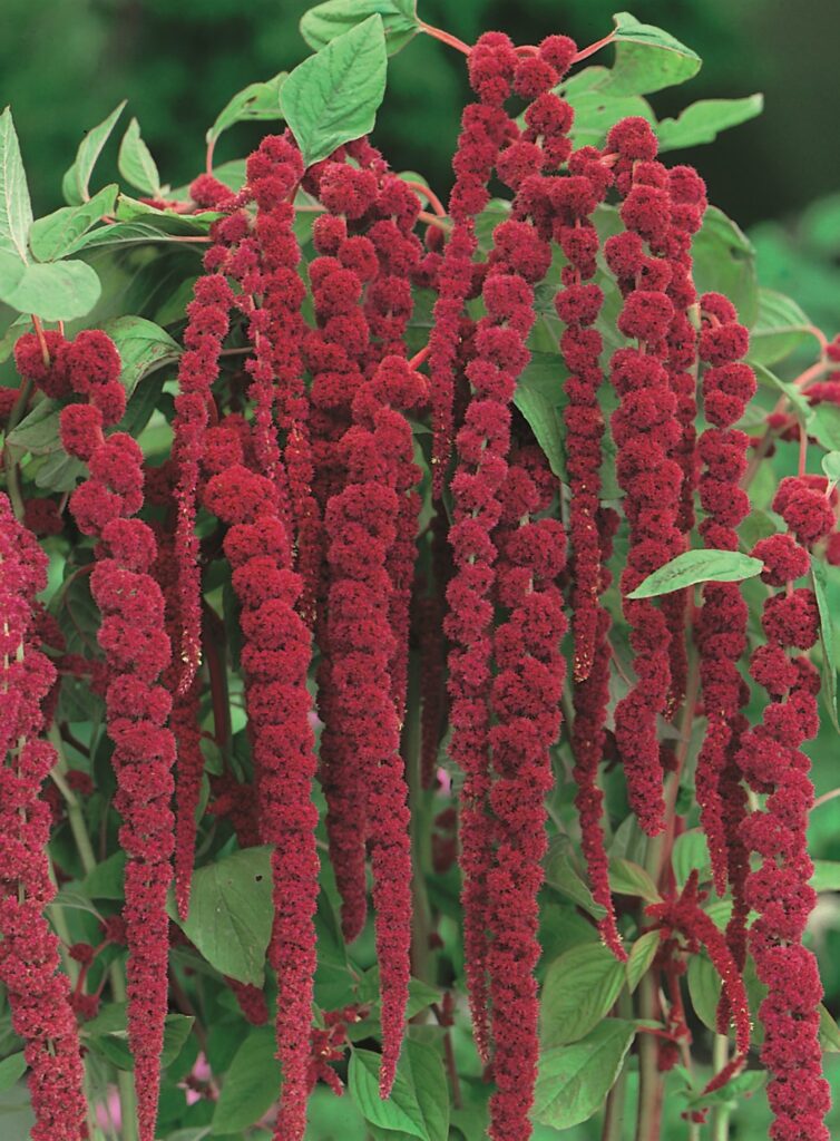 Amaranth (Amaranthus caudatus)
