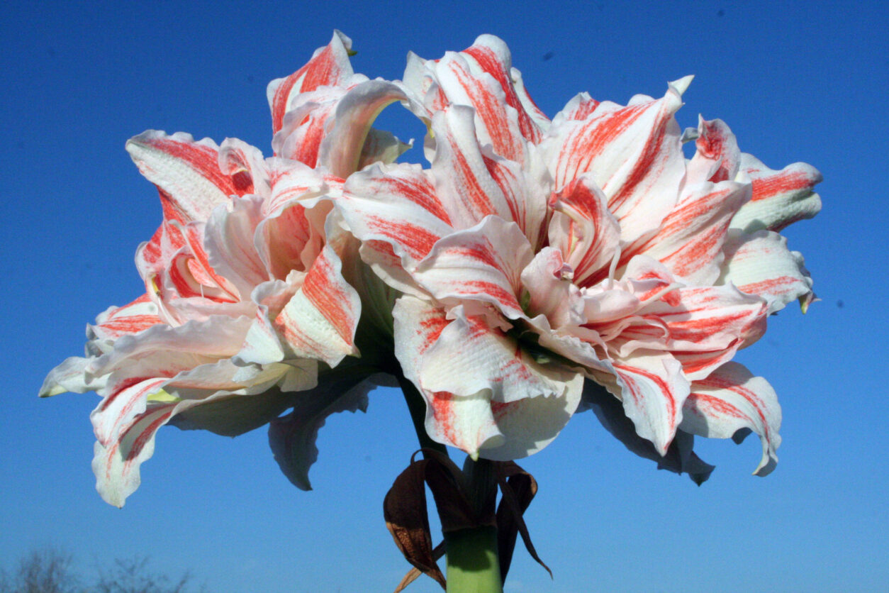 Amarilis ‘Philadelphia’ – polnjen cvet v kombinaciji bele in rdeče