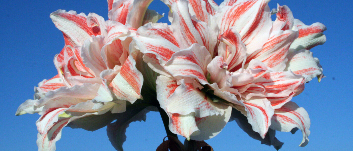 Amarilis ‘Philadelphia’ – polnjen cvet v kombinaciji bele in rdeče