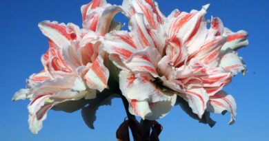 Amarilis ‘Philadelphia’ – polnjen cvet v kombinaciji bele in rdeče