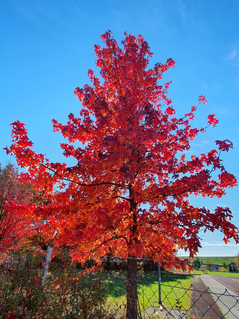 Ambrovec (Liquidambar styraciflua) s svojimi živo rdečimi in oranžnimi listi
