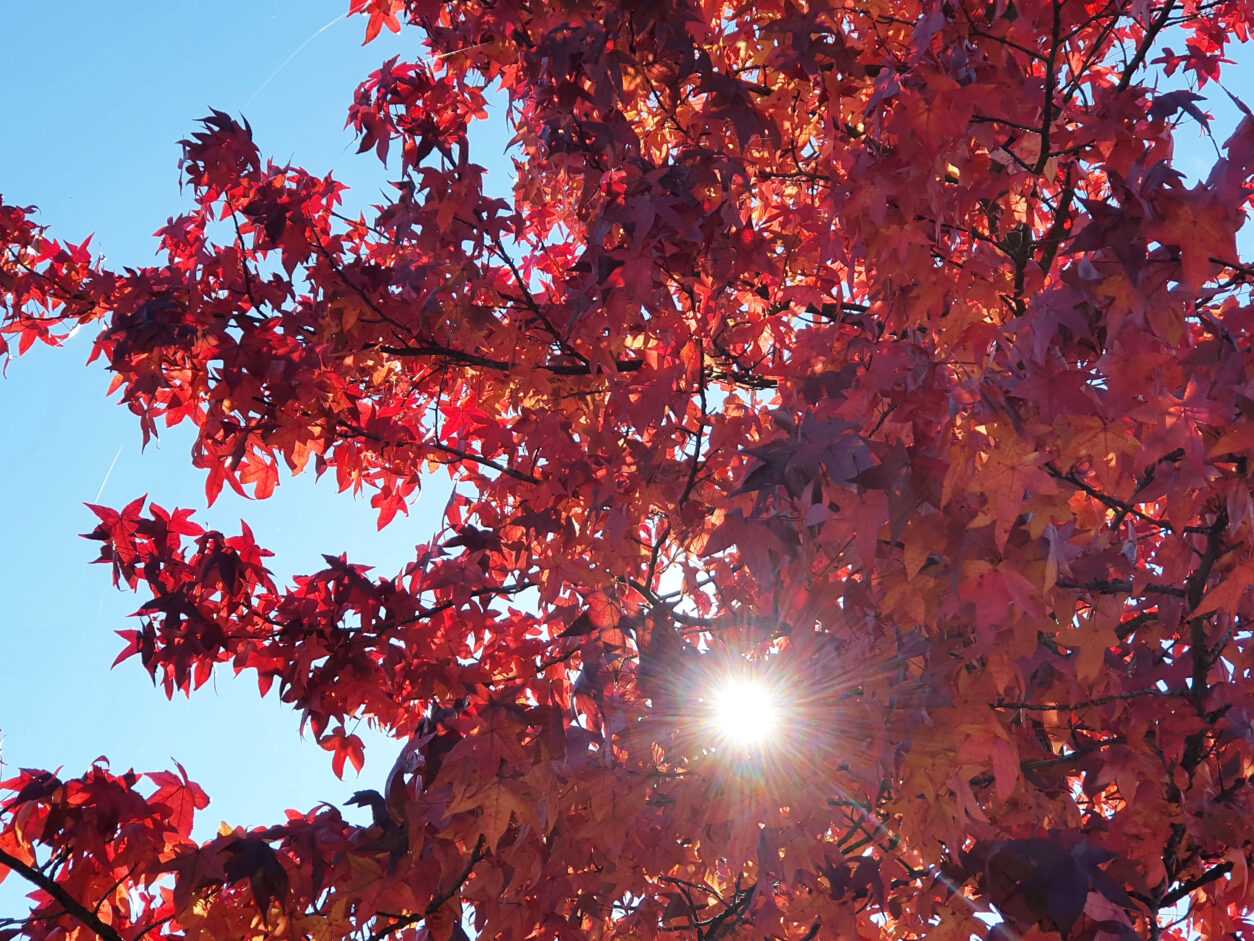Ambrovec, ki jeseni zasije v svojih značilnih ognjenih barvah.