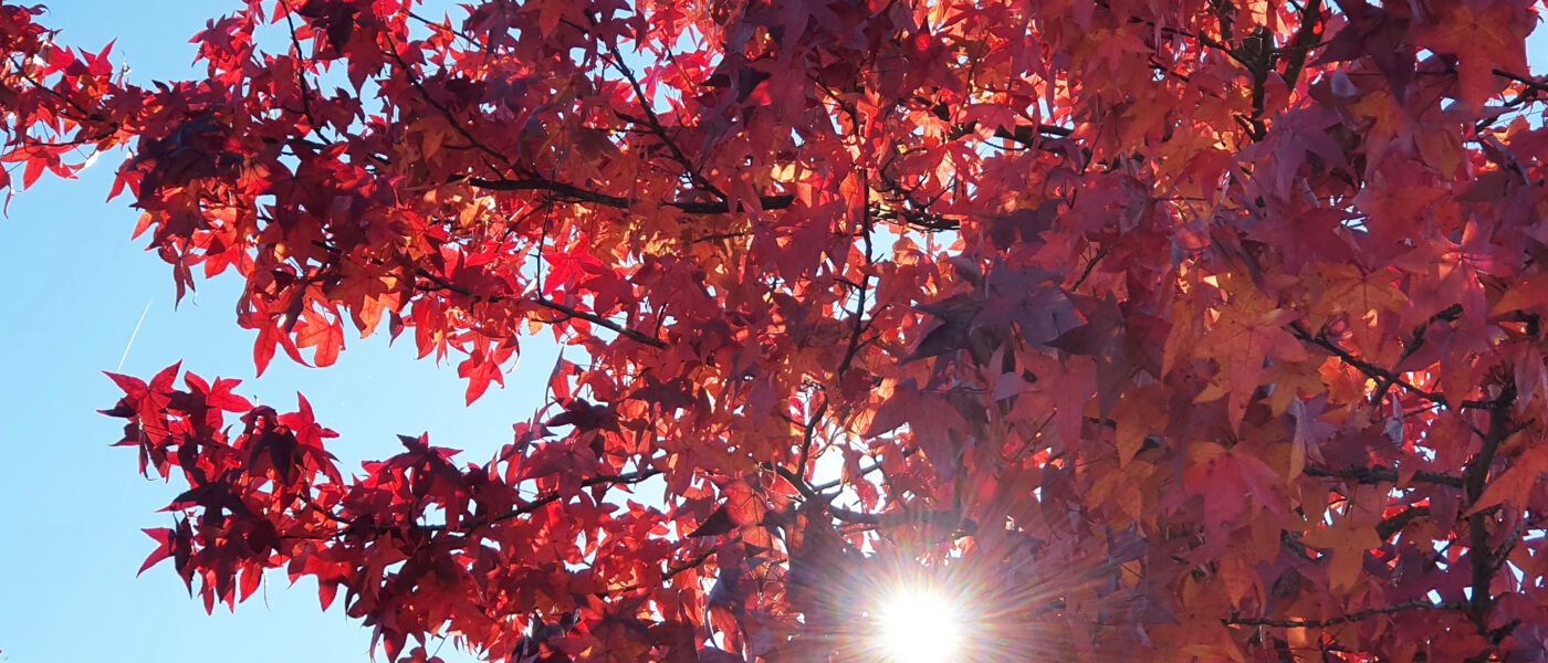 Ambrovec, ki jeseni zasije v svojih značilnih ognjenih barvah.