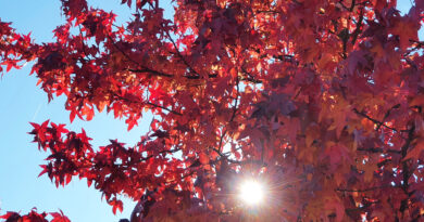 Ambrovec, ki jeseni zasije v svojih značilnih ognjenih barvah.