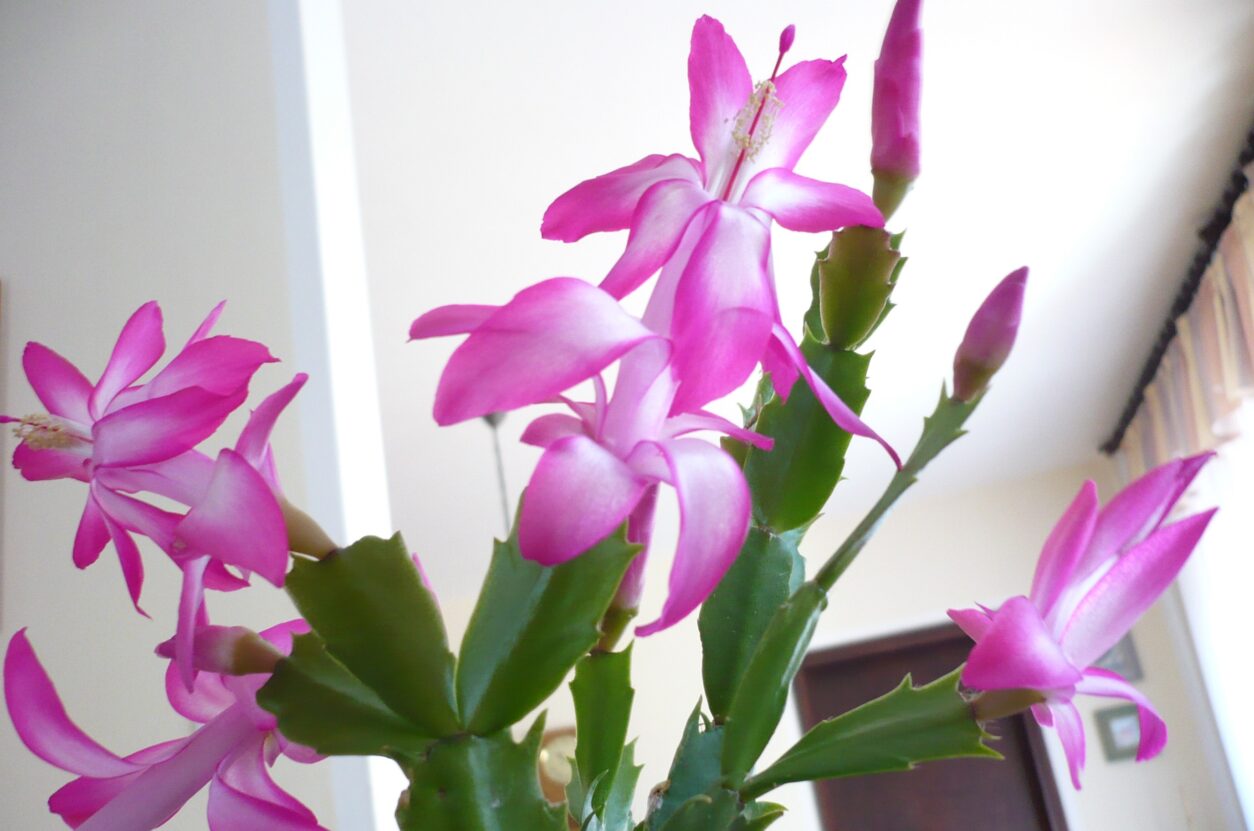 Božični kaktus (Schlumbergera × buckleyi ‘Pink Christmas’) v polnem zimskem razcvetu