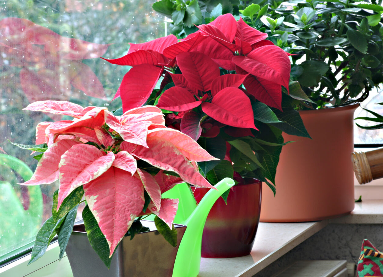 Božični zvezdi v dveh prazničnih odtenkih