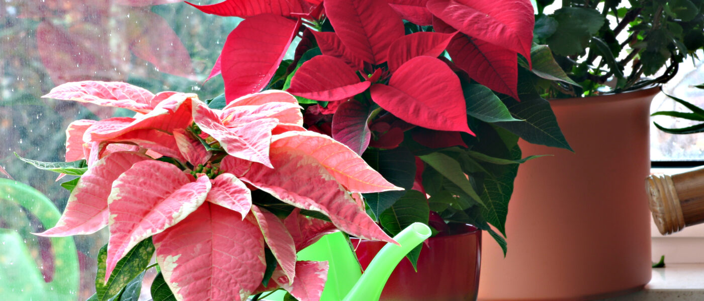 Božični zvezdi v dveh prazničnih odtenkih