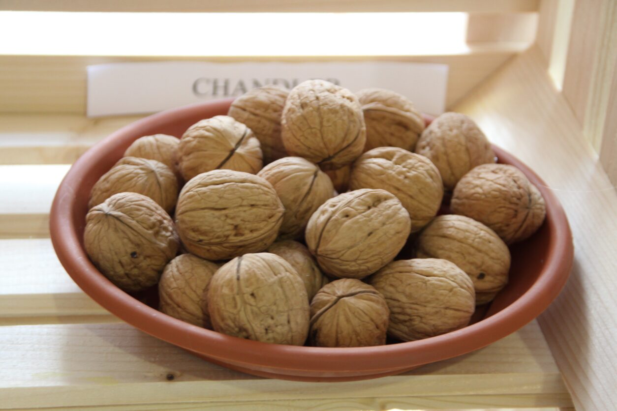 Chandler - Ena izmed najbolj znanih in razširjenih sort po svetu
