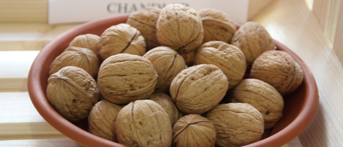 Chandler - Ena izmed najbolj znanih in razširjenih sort po svetu