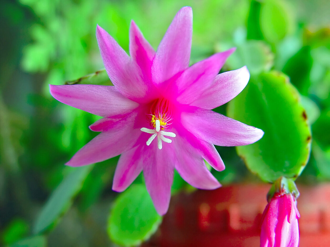 Cvet božičnega kaktusa (Schlumbergera) v živahni rožnati barvi