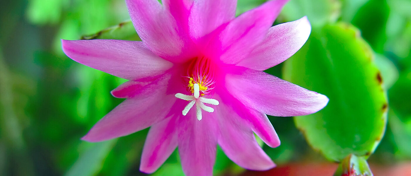 Cvet božičnega kaktusa (Schlumbergera) v živahni rožnati barvi