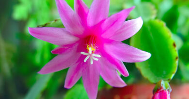 Cvet božičnega kaktusa (Schlumbergera) v živahni rožnati barvi