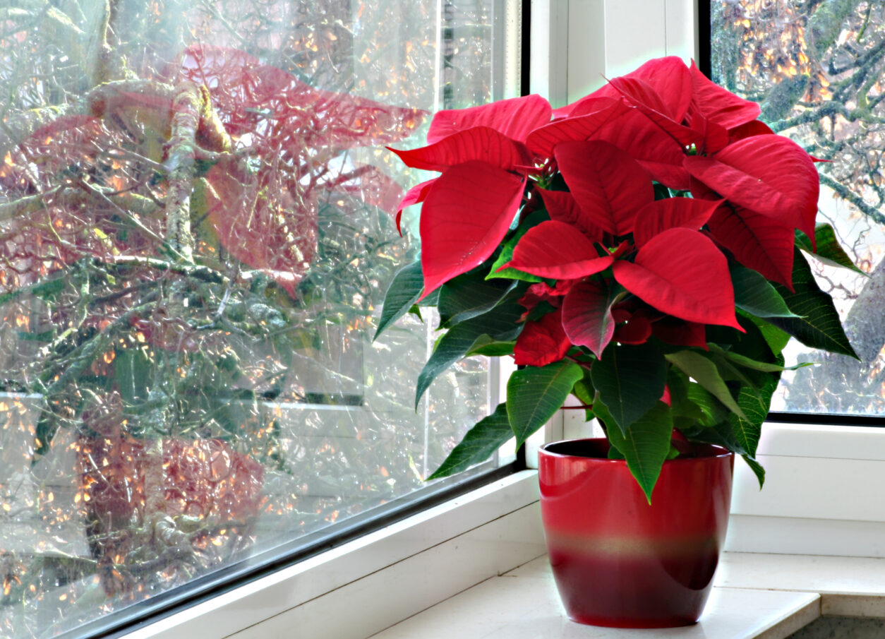 Cvetovi božičnih zvezd so precej neopazni, obarvani so ovršni listi.