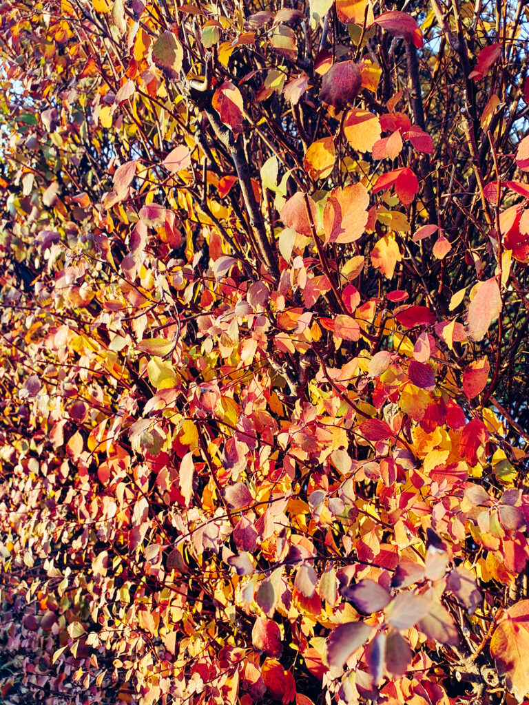 Jesenska obarvanost spireje v živi meji