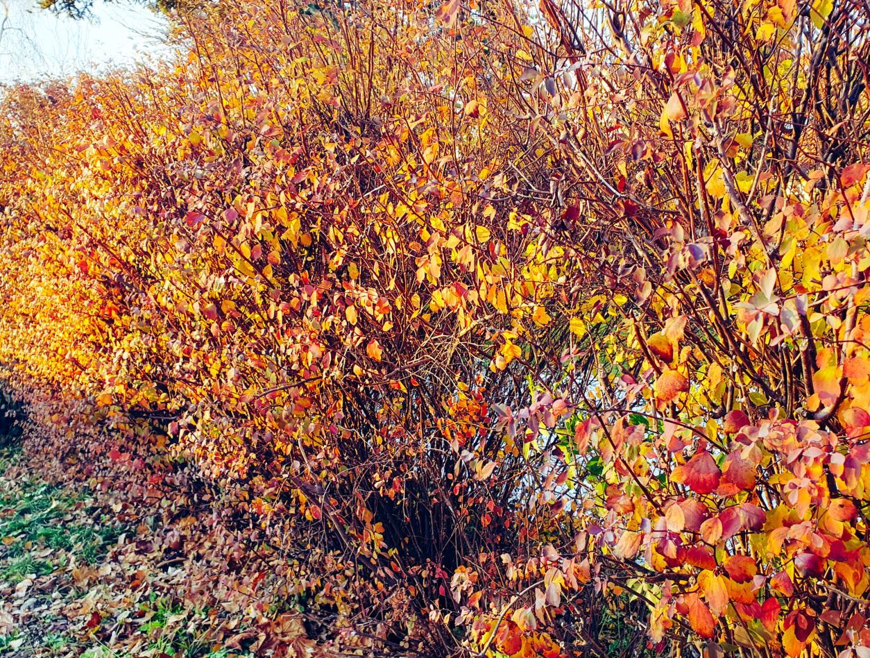 Jesenska obarvanost spireje v živi meji