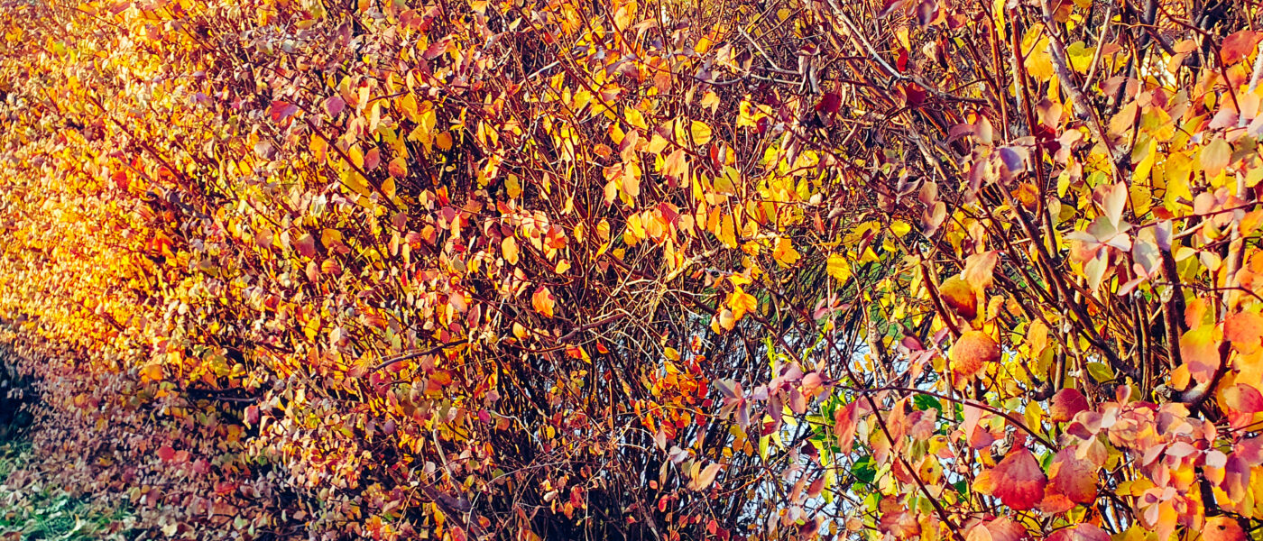 Jesenska obarvanost spireje v živi meji