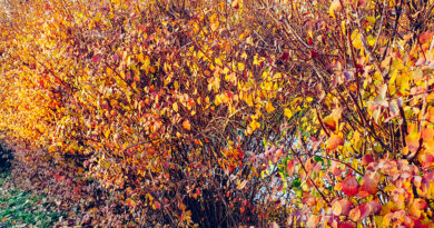 Jesenska obarvanost spireje v živi meji