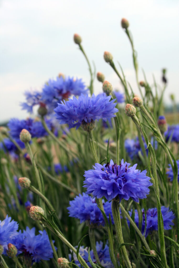 Modri glavinec (Centaurea cyanus)