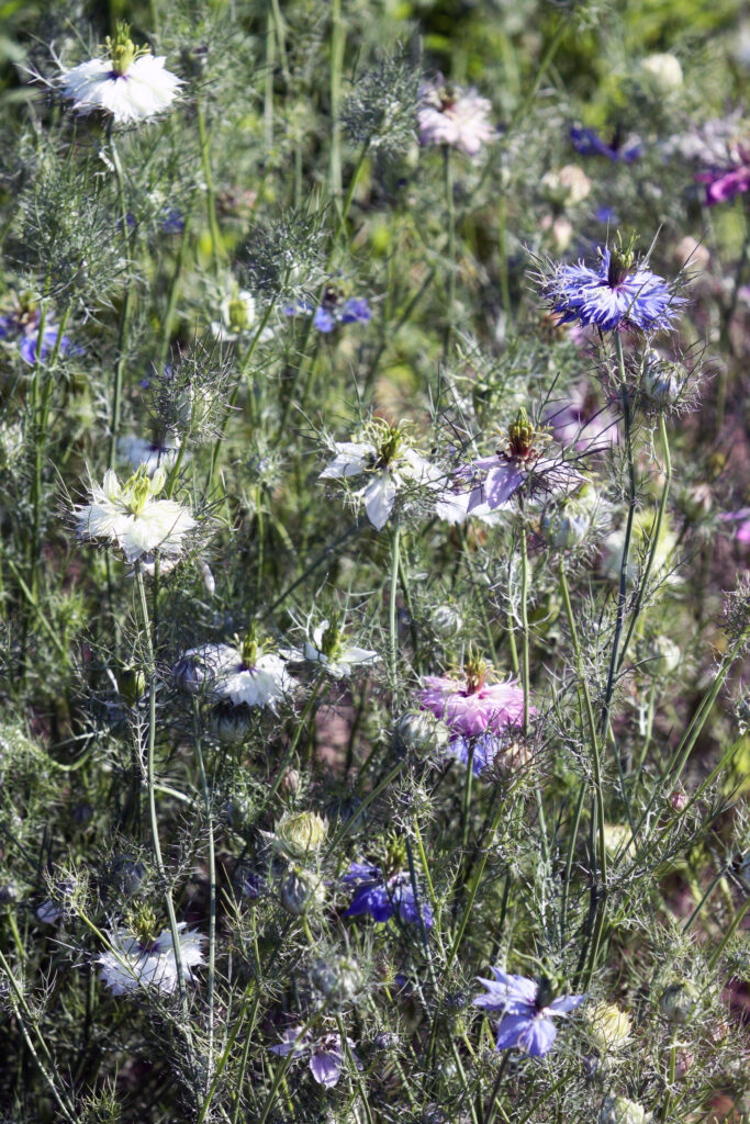 Nigela (Nigella damascena)