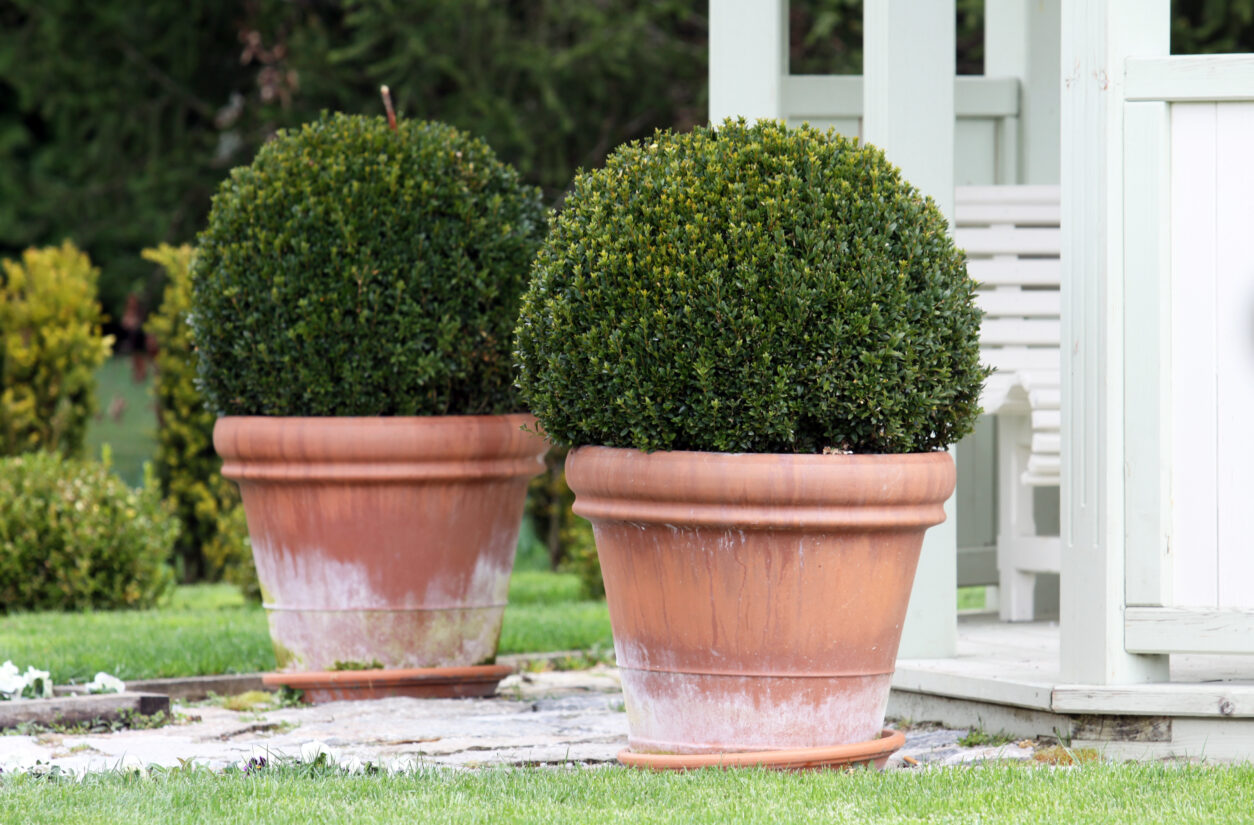 Pušpan (Buxus sempervirens)