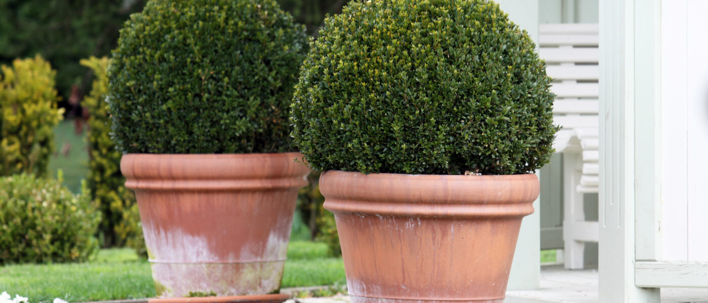 Pušpan (Buxus sempervirens)