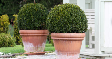 Pušpan (Buxus sempervirens)