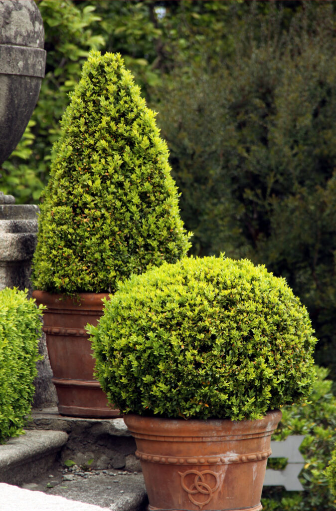 Pušpan v loncu, oblikovan kot krogla ali stožec.