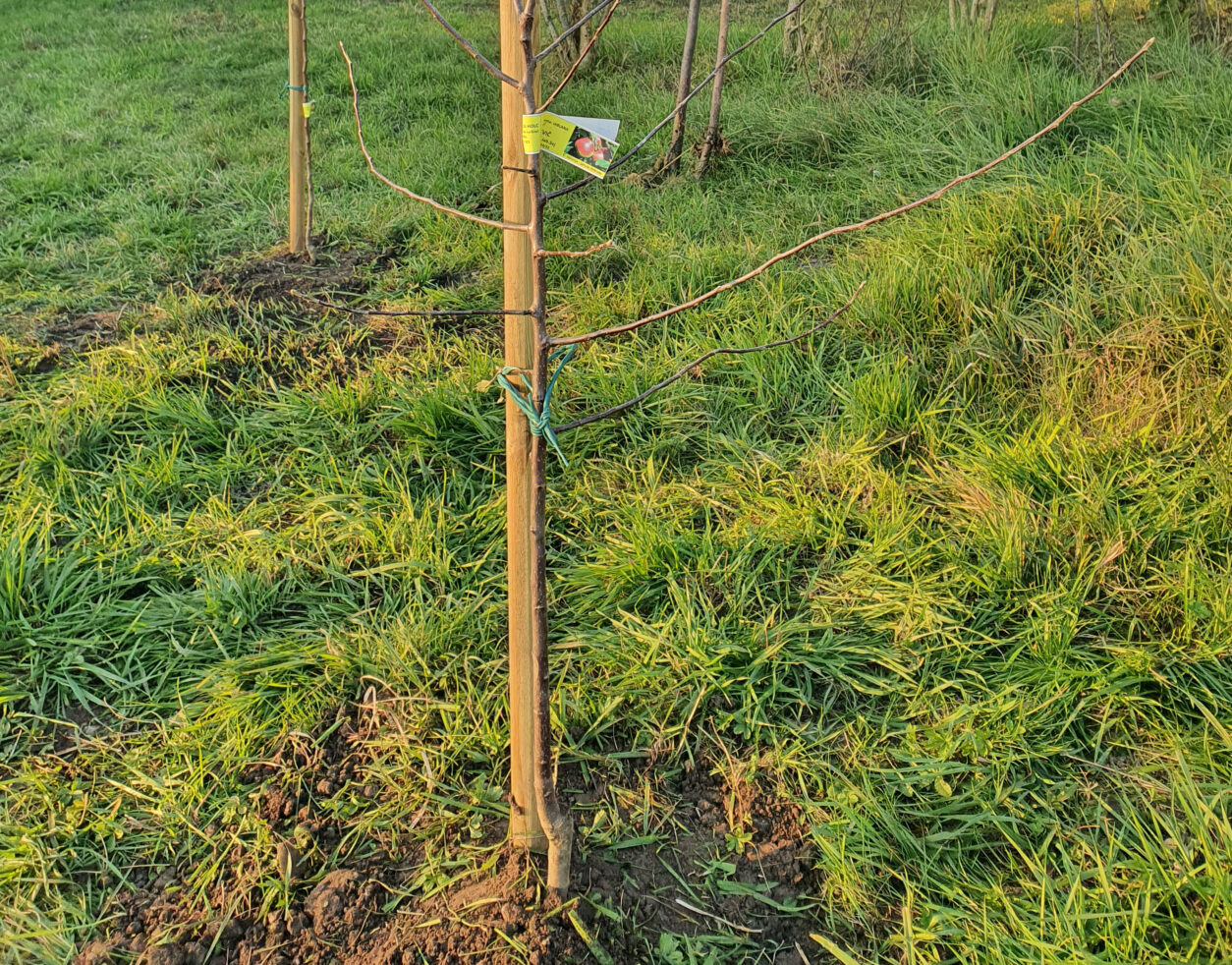 Sadne sadike v zimskem mirovanju