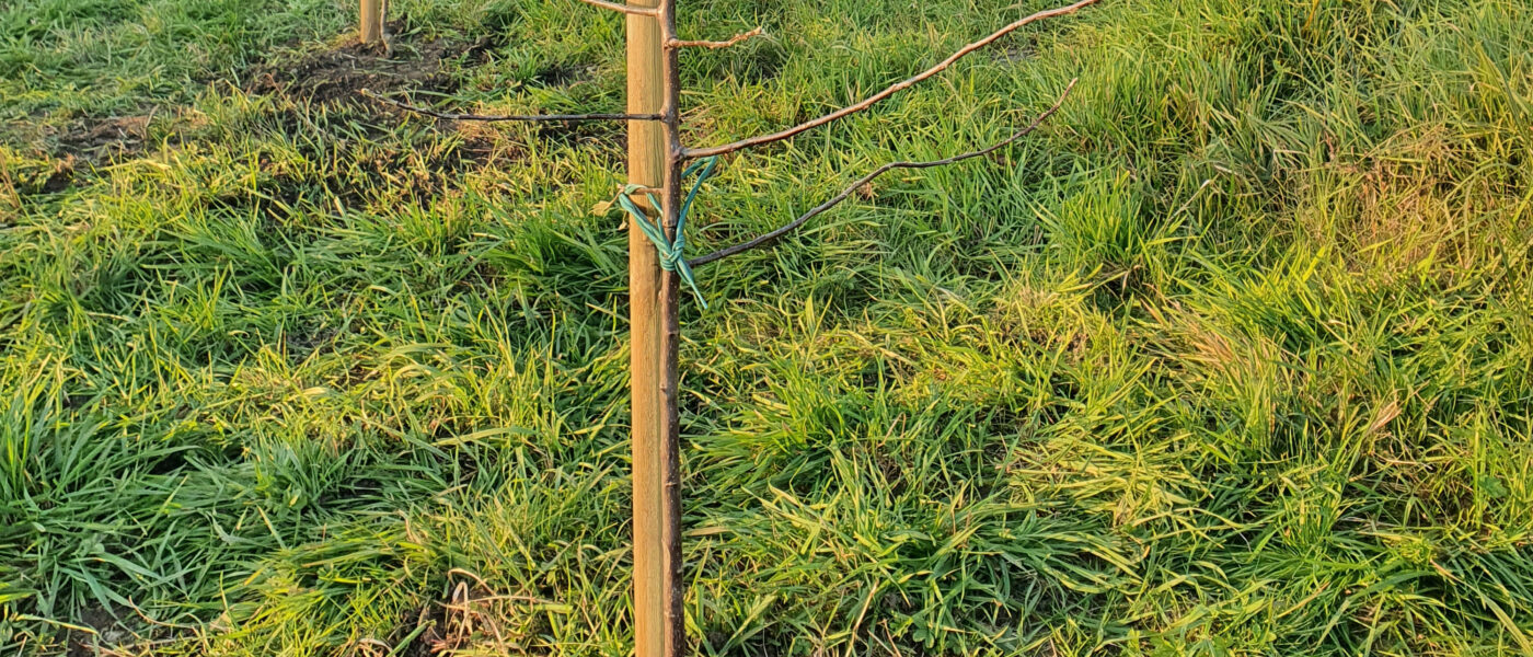 Sadne sadike v zimskem mirovanju
