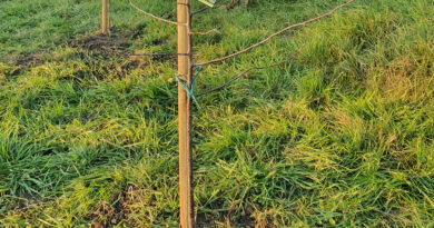 Sadne sadike v zimskem mirovanju