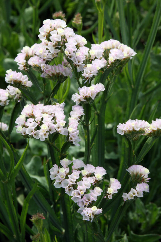 Statica (Limonium sinuatum)