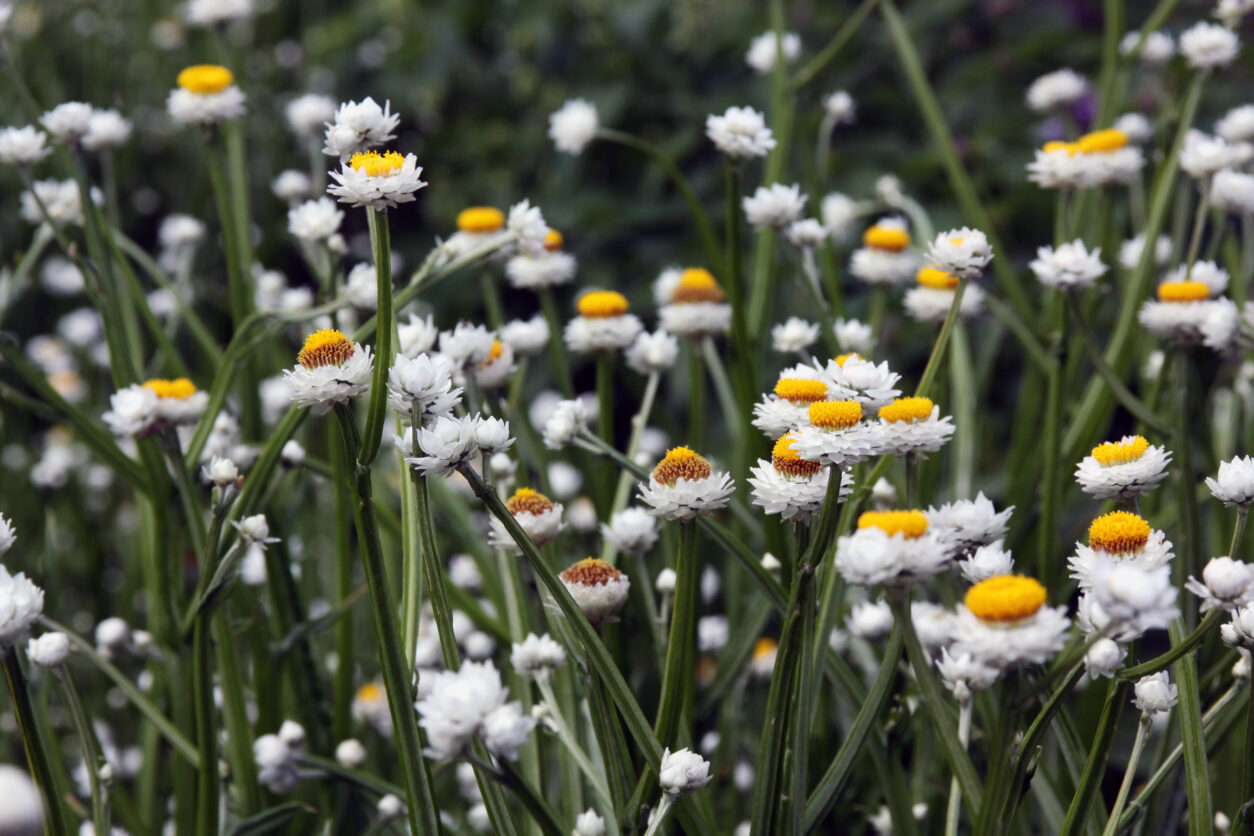 Suha roža (Ammobium alatum) bel cvet z rumeno sredico