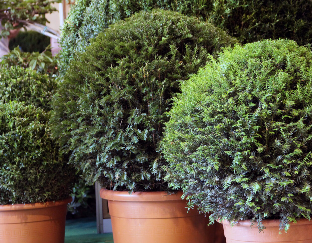  Tisa ali Bradovec (Taxus baccata)