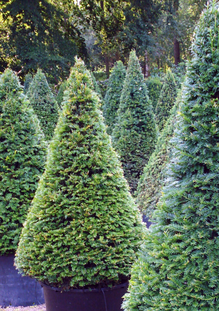 Tise oblikovane v stožec