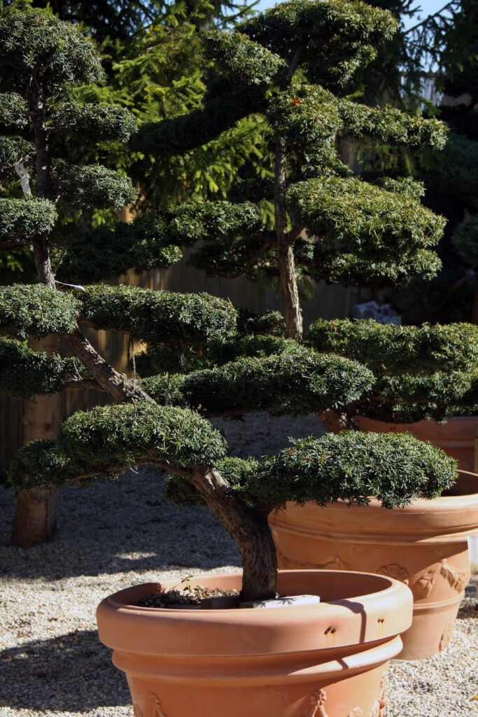 Veliki zimzeleni oblikovani bonsaji iz tise, vzgojeni v loncih.