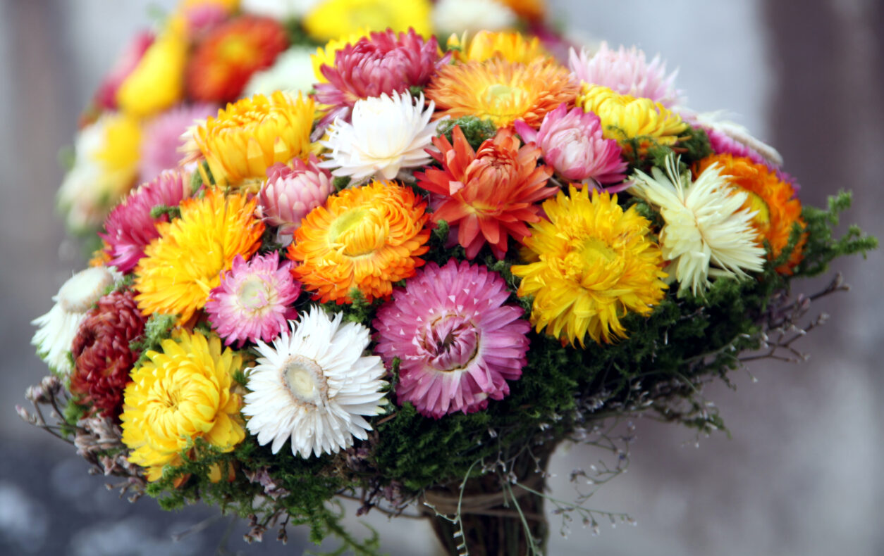 Za suho cvetje so idealne rastline, ki ne ovenijo, temveč se naravno posušijo že na gredi.