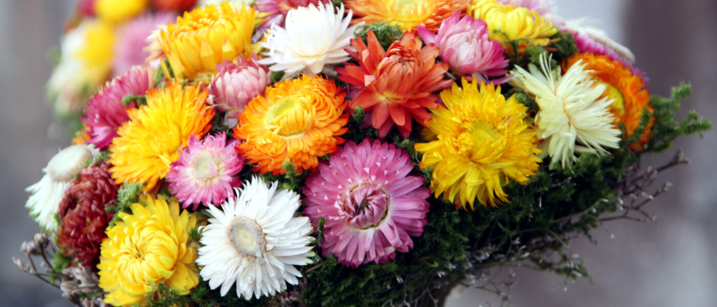 Za suho cvetje so idealne rastline, ki ne ovenijo, temveč se naravno posušijo že na gredi.