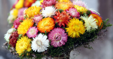 Za suho cvetje so idealne rastline, ki ne ovenijo, temveč se naravno posušijo že na gredi.