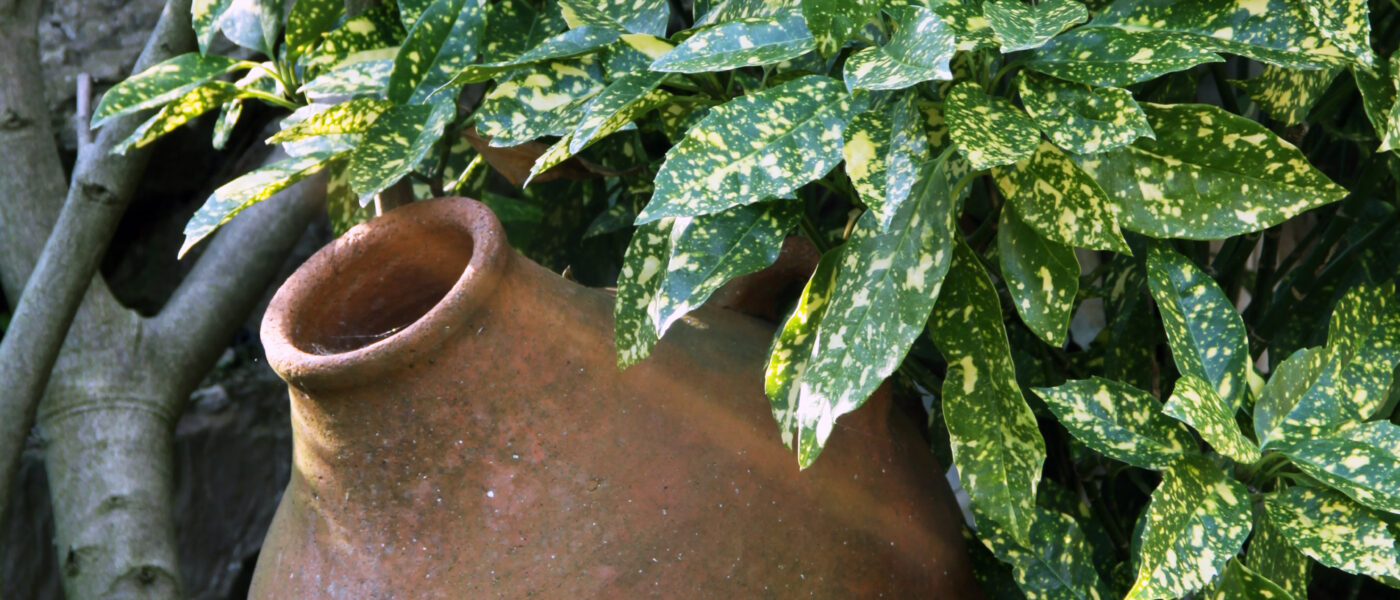 Zimzelena grmovnica Aucuba japonica s pisanimi listi