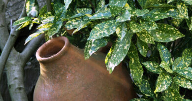 Zimzelena grmovnica Aucuba japonica s pisanimi listi