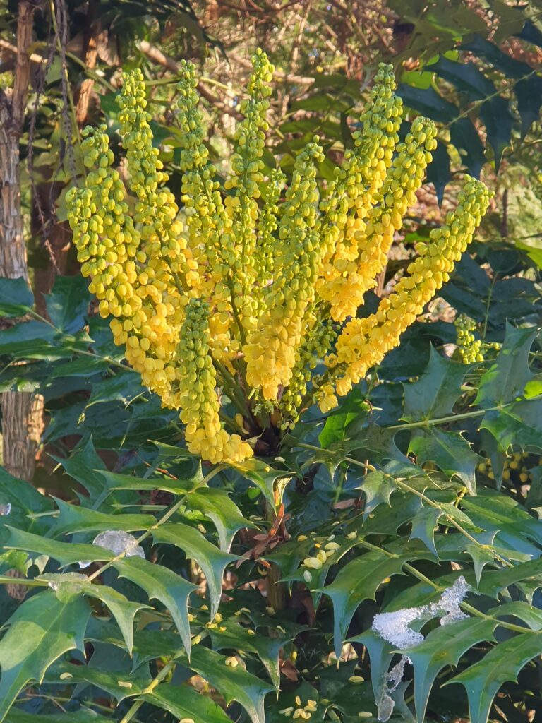 Zimzelena mahonija v polnem zimskem cvetenju