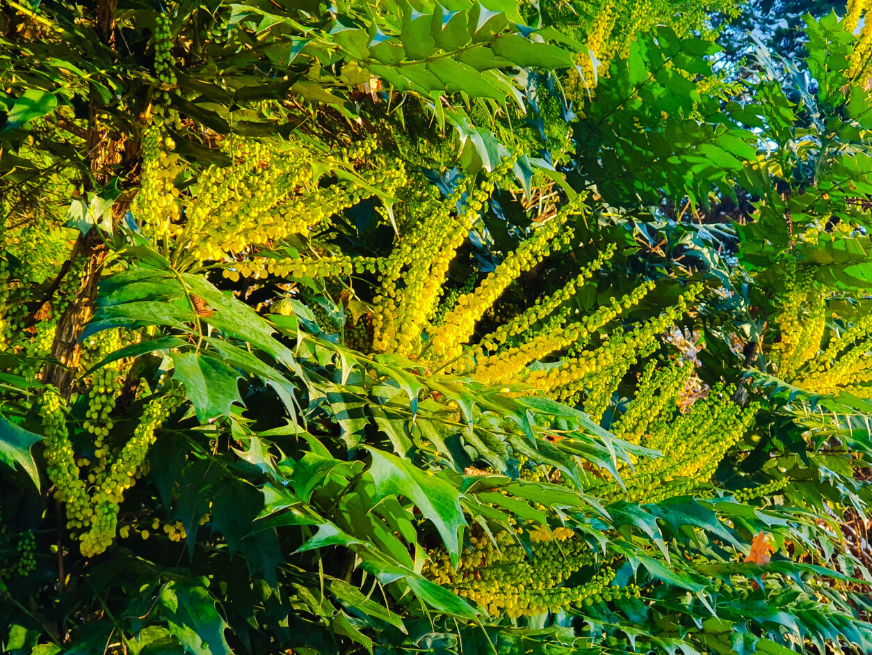 Zimzelena mahonija v polnem zimskem cvetenju