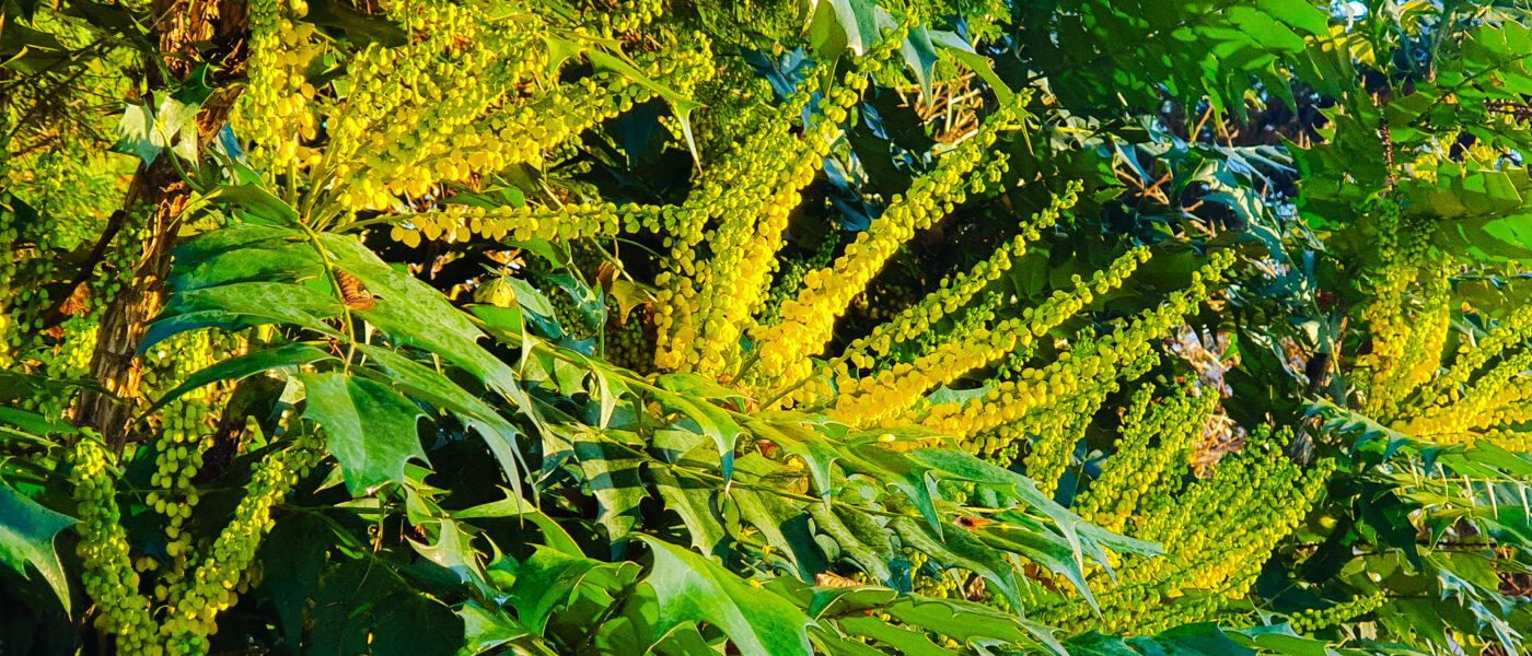 Zimzelena mahonija v polnem zimskem cvetenju