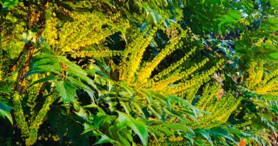 Zimzelena mahonija v polnem zimskem cvetenju