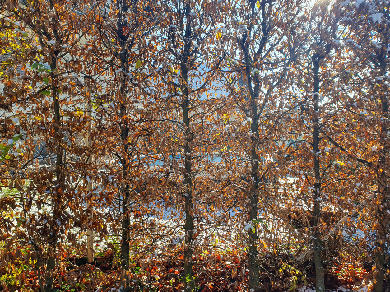 Živa meja iz navadne bukve (Fagus sylvatica)