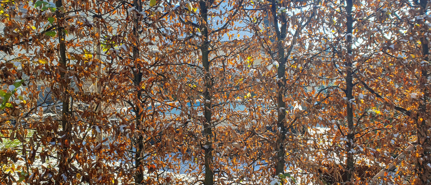 Živa meja iz navadne bukve (Fagus sylvatica)
