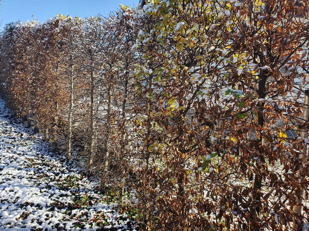 Živa meja iz navadne bukve (Fagus sylvatica)